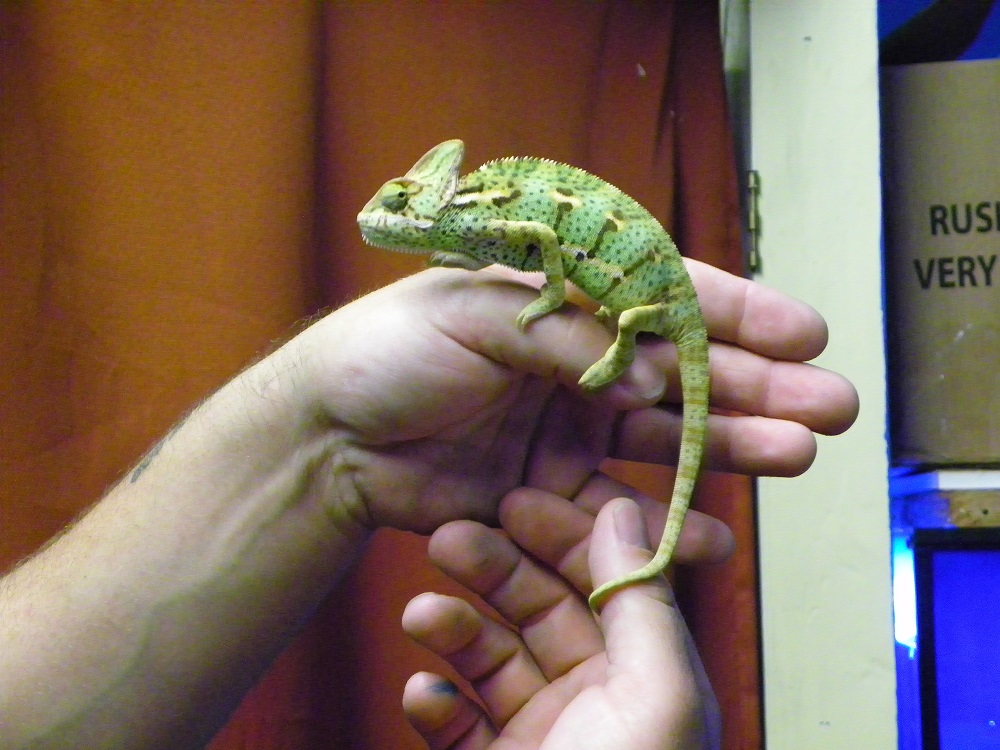 Steves Pets - Steve holds a chameleon  - photo by Kellie Flanagan