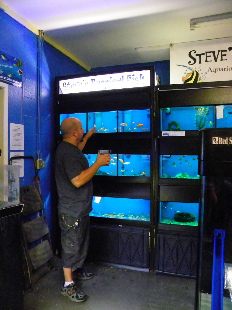 Steves Pets - Steve stands at aquariums at back - photo by Kellie Flanagan