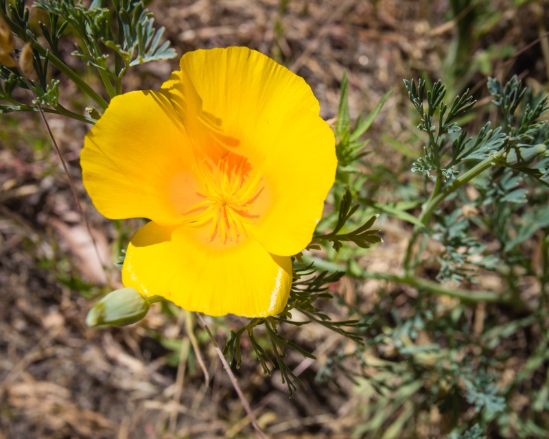 Redwoods 9 - CU of poppies in bloom while on the Yosemite nature walk via The Redwoods 2014 - photo by Virginia Lazar