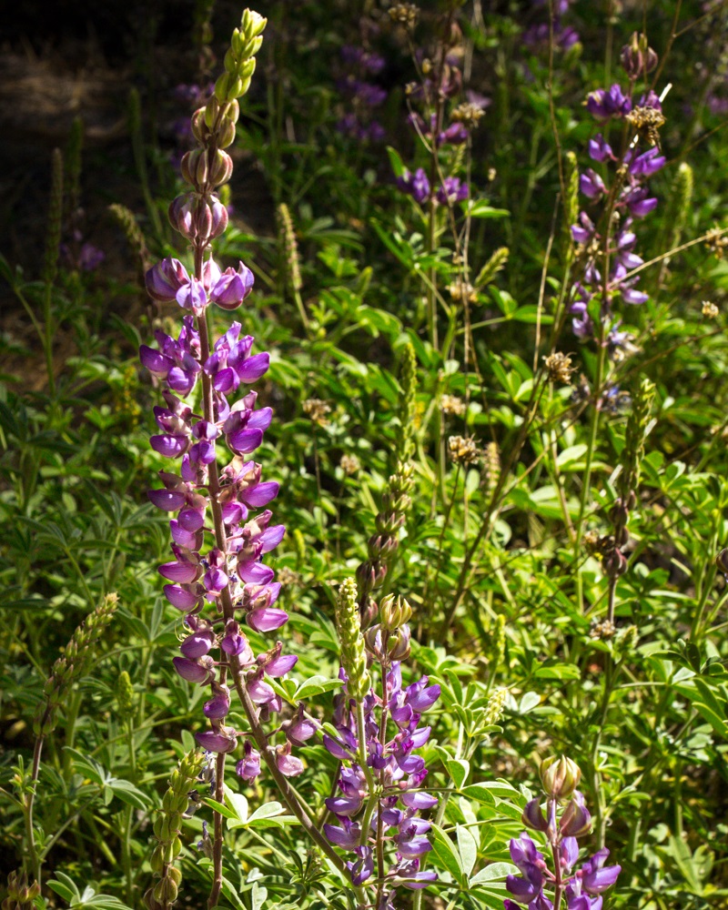 Redwoods 9 - Wildflowers in bloom while on the Yosemite nature walk via The Redwoods 2014 - photo by Virginia Lazar