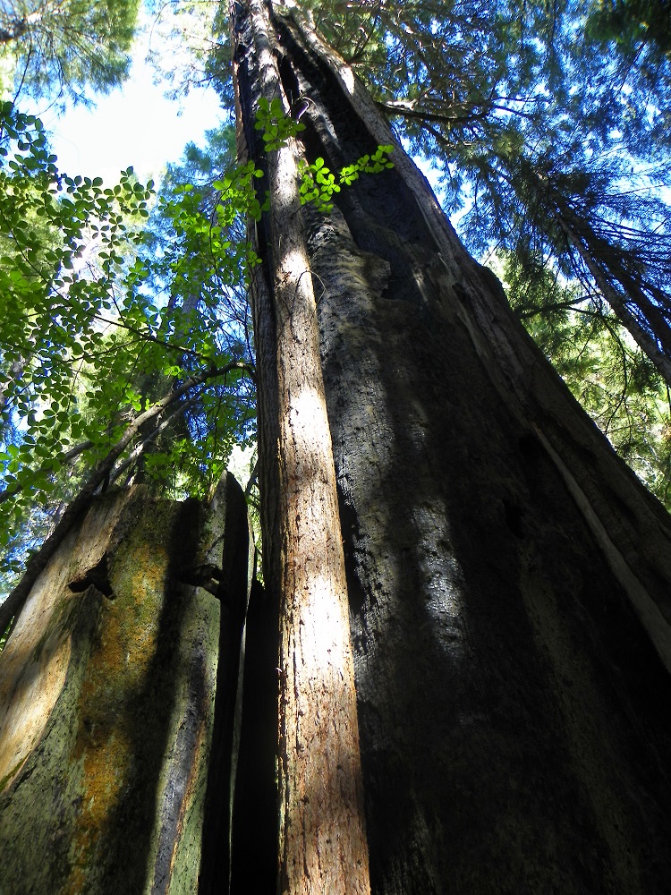 Giant Sequoias at Nelder Grove