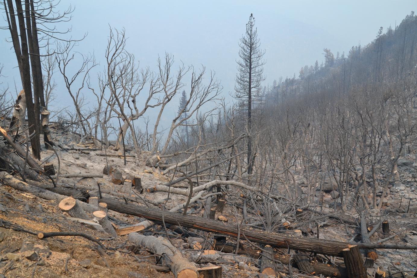 Oak forests burned out