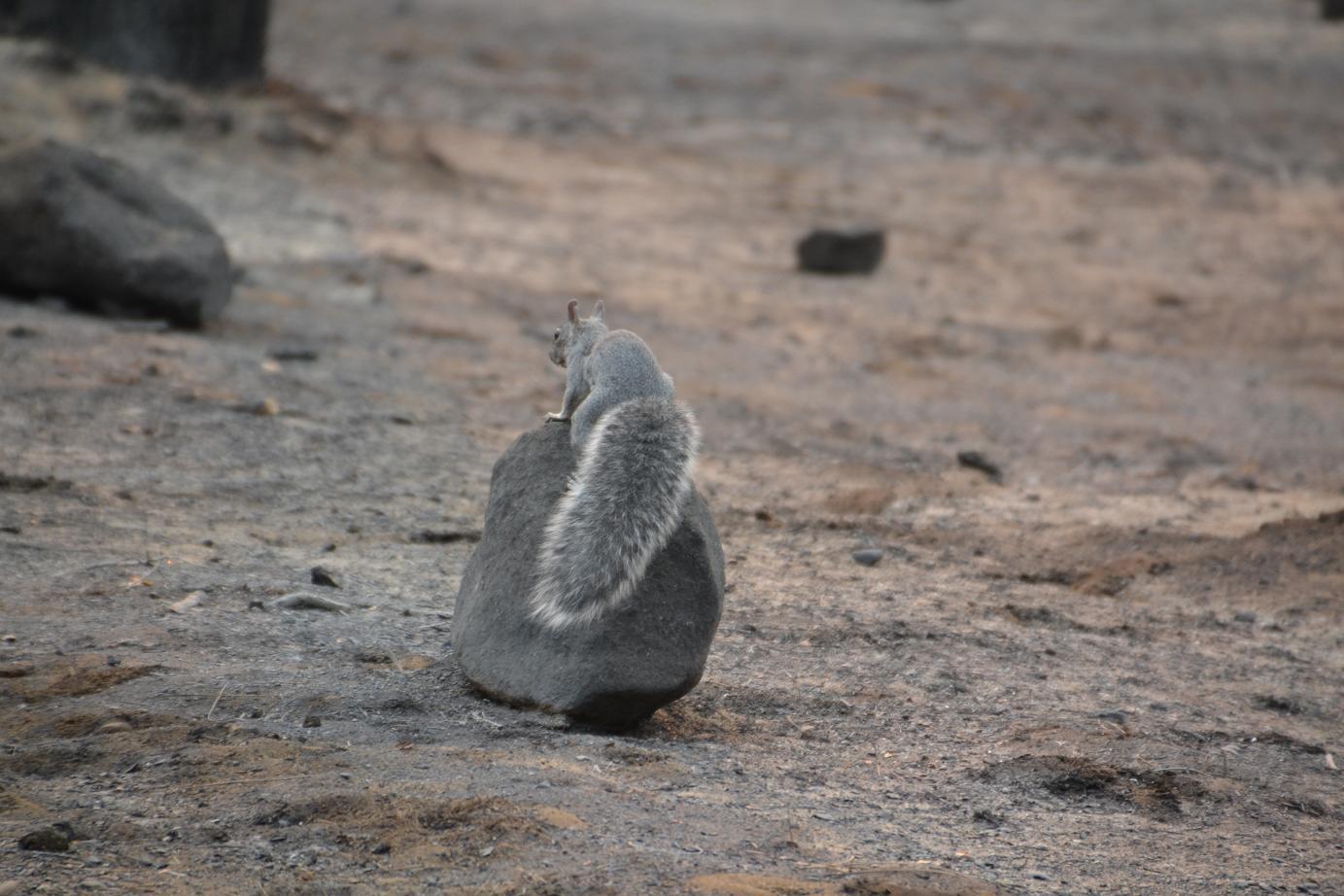 Squirrel at the Rim Fire - photo by Gina Clugston