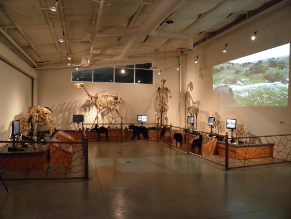 Fossil Discovery Center Dinosaur Skeletons