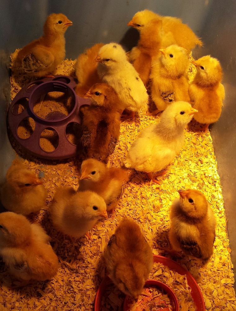 March chicks photo courtesy Coarsegold 4H 2015