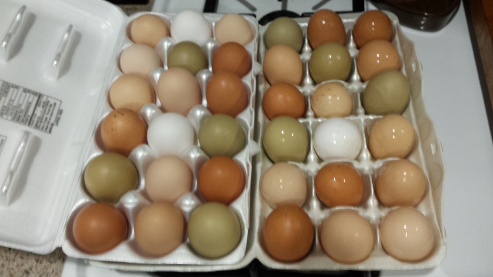 March eggs photo courtesy Coarsegold 4H 2015