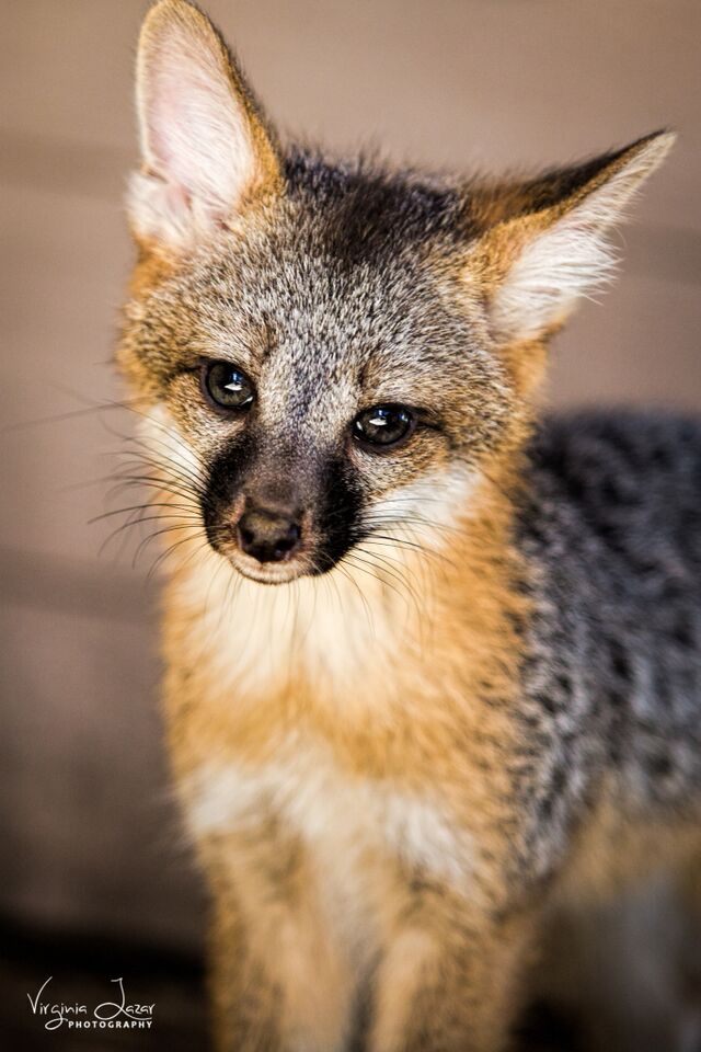 Gray fox family at Fresno Wildlife Rescue and Rehabilitation Service courtesy of Virginia Lazar Photography
