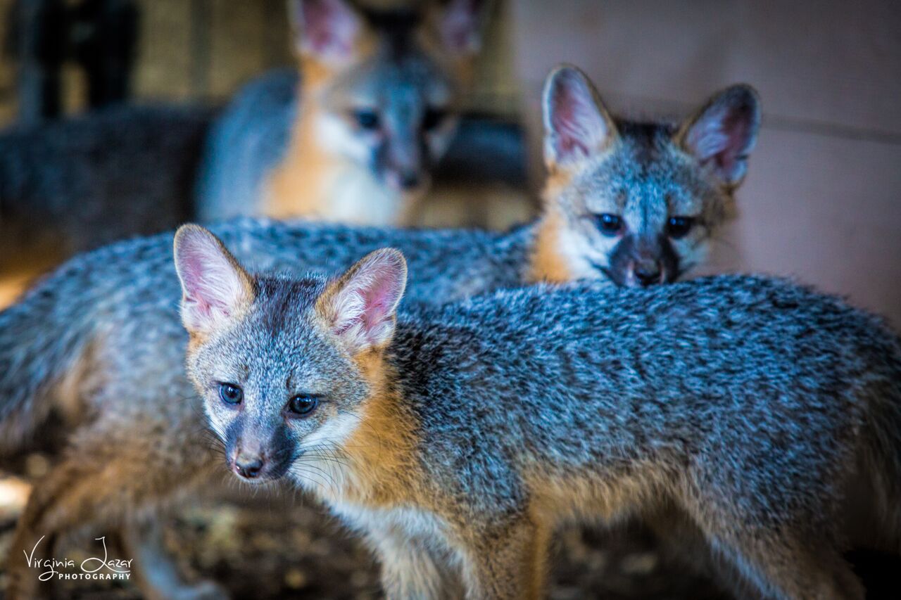 Gray fox family at Fresno Wildlife Rescue and Rehabilitation Service courtesy of Virginia Lazar Photography