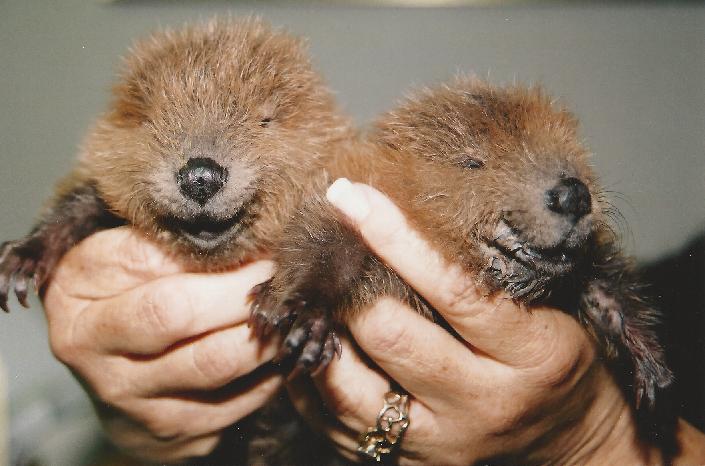 Twin baby beavers- photo courtesy of Fresno Wildlife Rescue