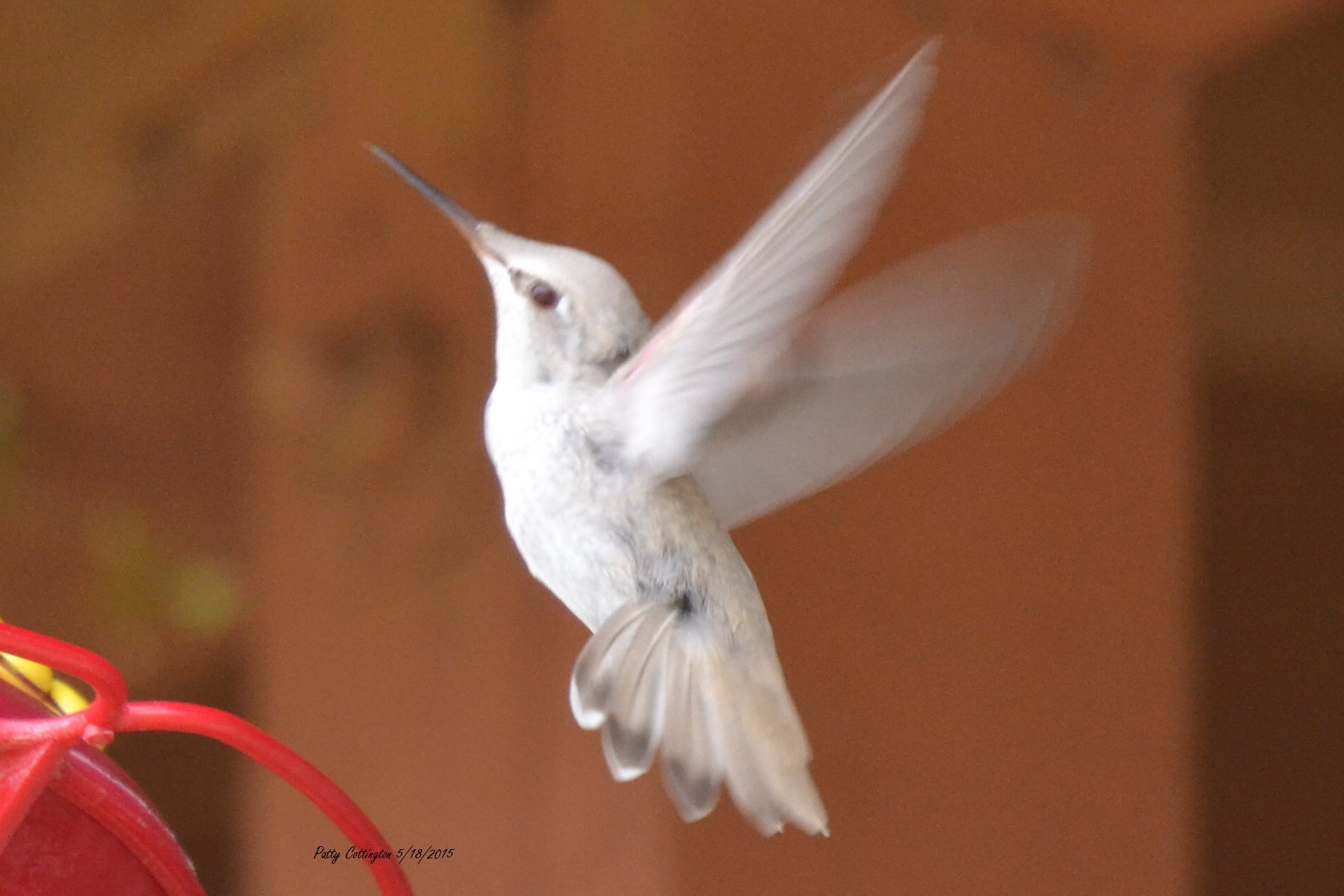 Albino hummingbird by Patty Cottington 5 15 2015
