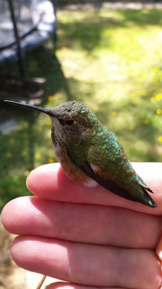Baby hummingbird wider shot on Bradys finger - photo by Carey Smith 2015