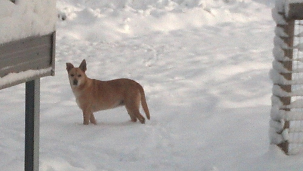 Sadie in the snow one winter before she ran away - photo courtesy of Ashley Schweitzer Sproull
