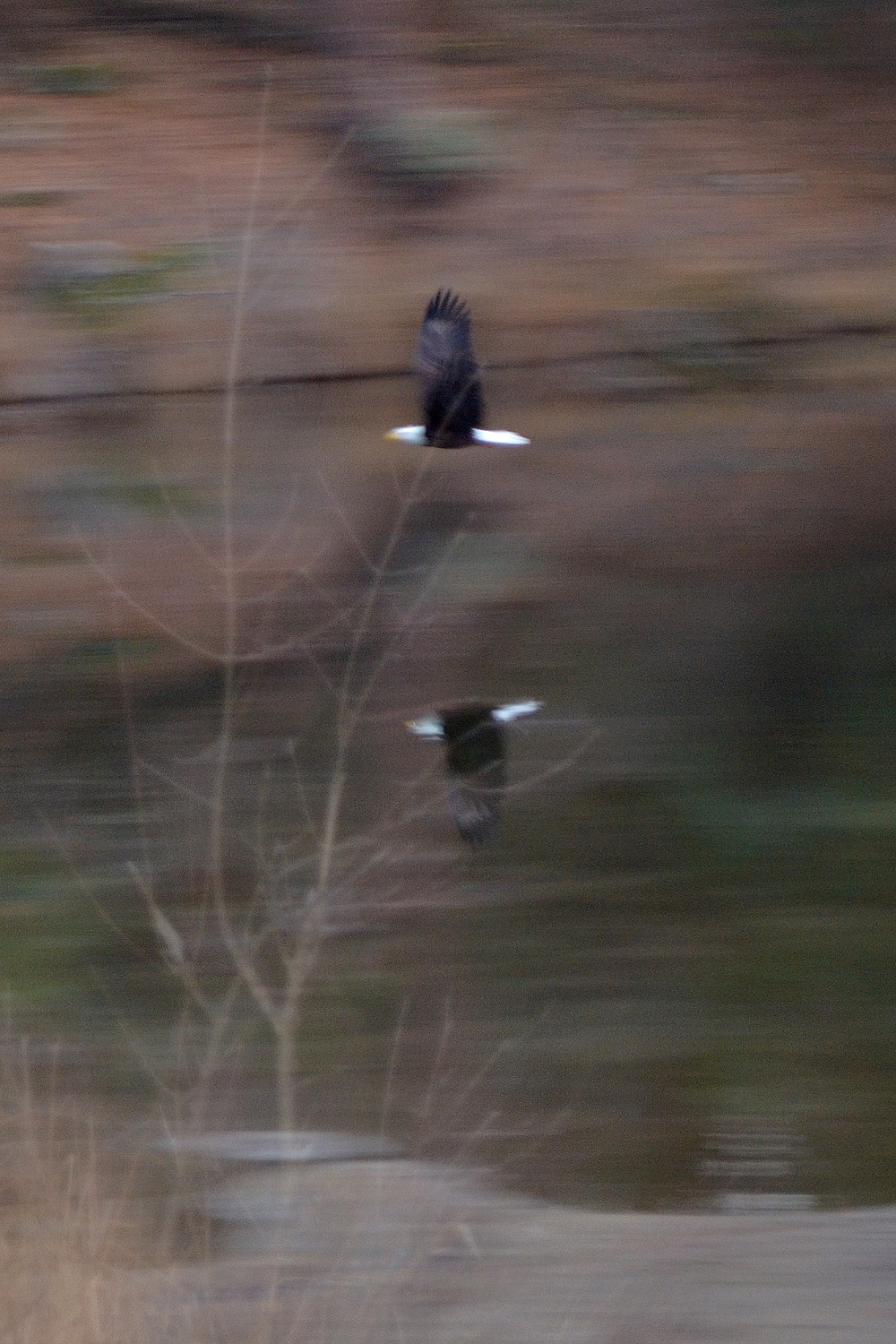 Don Grove Bald Eagle in flight Manz Lake 47 1-15-15 4x6