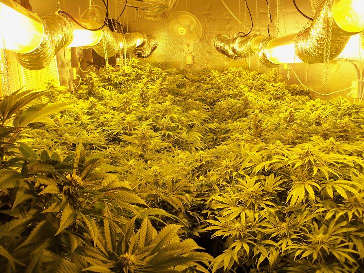 Marijuana Grow Operation 9-26-12