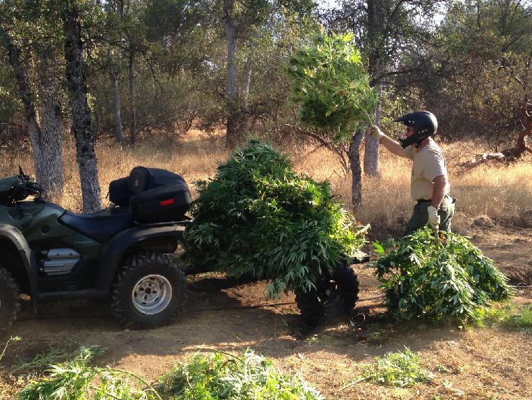 Loading Marijuana onto ATVs - photo Madco Sheriffs Office