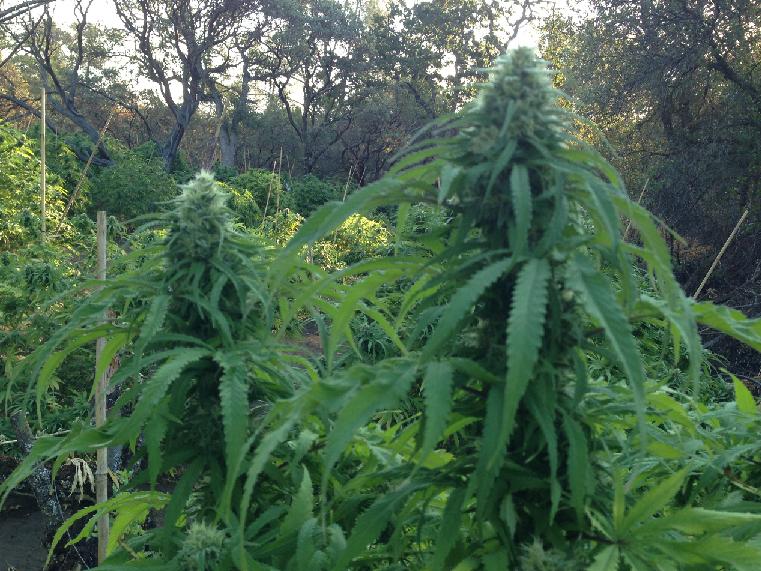 Mature marijuana plants - photo Madco Sheriffs Office