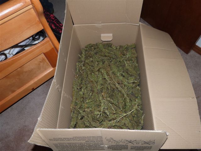 Pot in a cardboard box