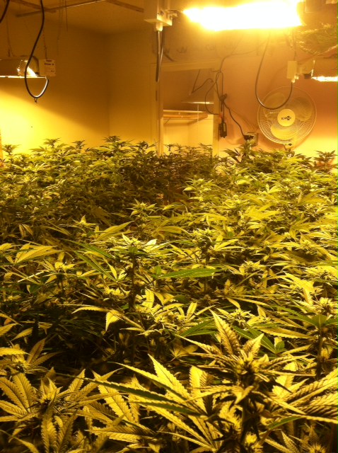 Mariposa Sheriff Continues Campaign Against Illegal Pot Grows | Sierra ...