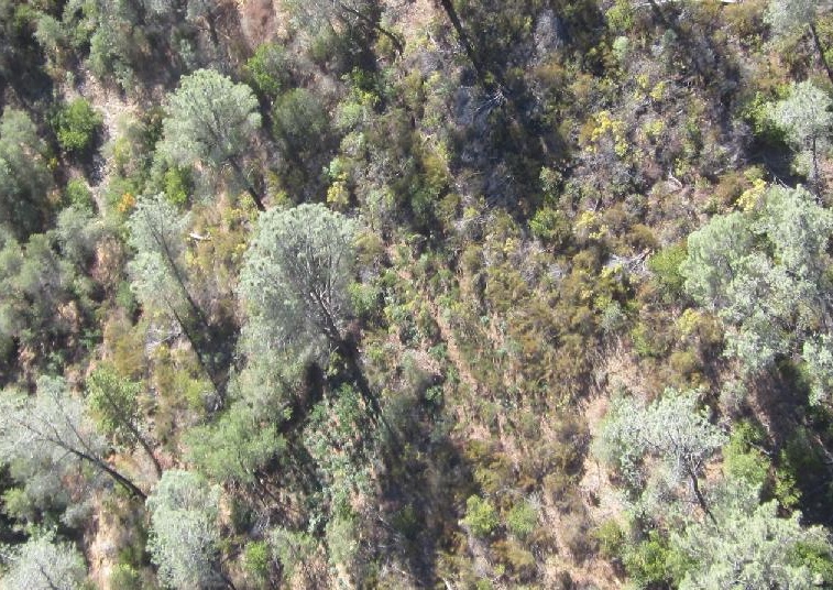 Wilderness pot grow aerial near Bagby
