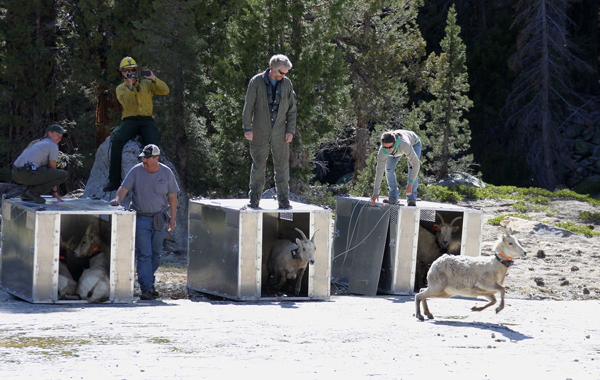 Release_the_sheep_-_Photo_Yosemite_Conservancy-Steve_Bumgardner.jpg