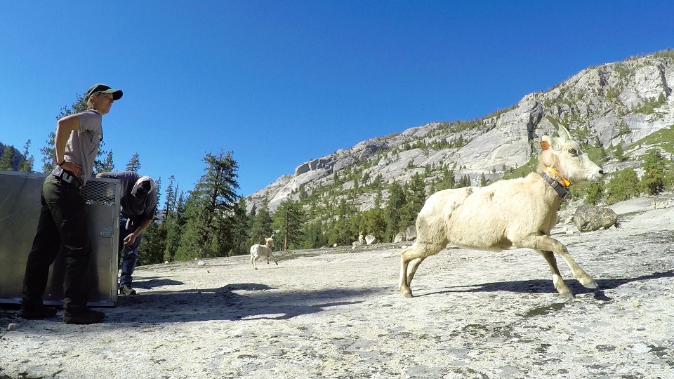 Sheep and Sarah - photo Yosemite Conservancy-Steve Bumgardner