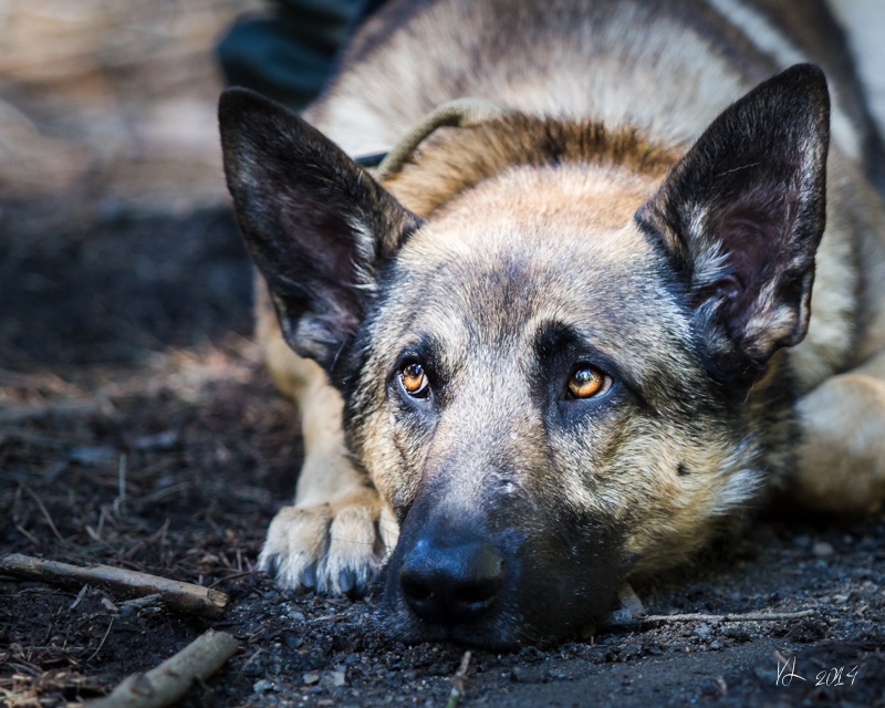 Yosemite Grant Act Anniversary 2014 - California State Parks K-9 unit member Officer Daniel Gant has dog Pedra laying low before ceremonies  - photo credit Virginia Lazar