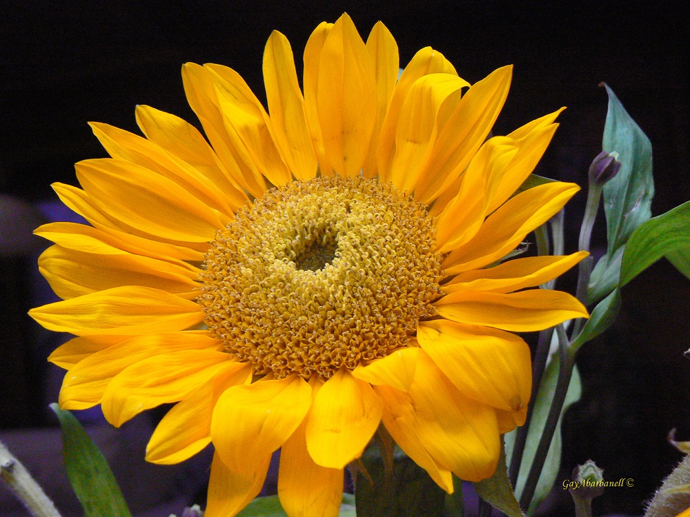 Sunflower 12-09 1080067as