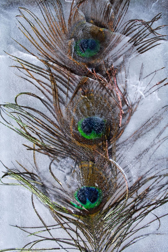 Peacock Feathers - Michael J. Costa