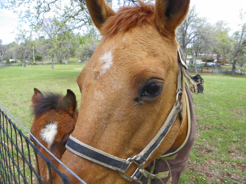 Horse and foal cu - Mudge Ranch - 2014 - Kellie Flanagan