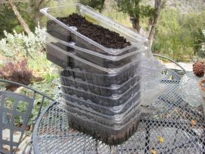 Winter seed planting containers