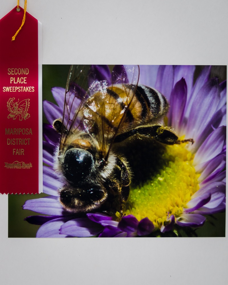 Bee by Virginia Lazar - Mariposa County Fair 2014
