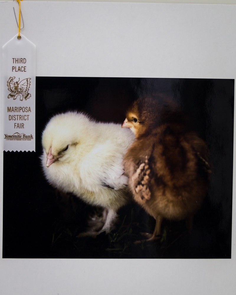 Chicks by Virginia Lazar - Mariposa County Fair 2014