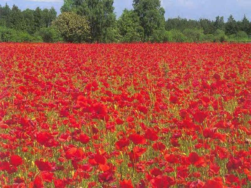 Poppies in Flanders Fields