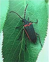 Valley elderberry longhorn beetle