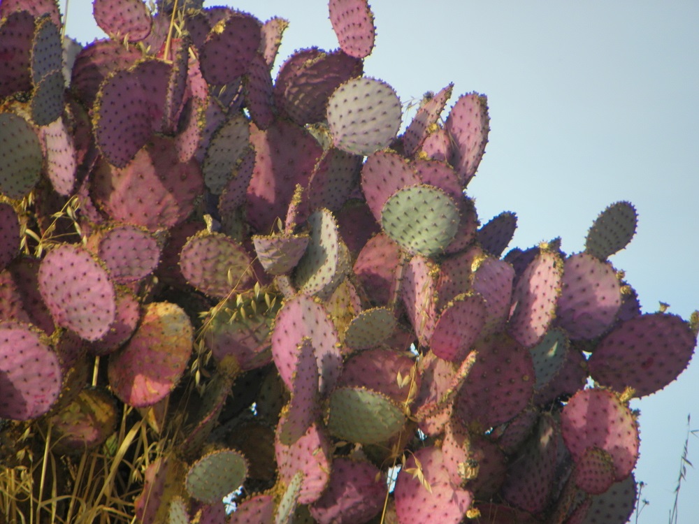 Hornitos 6 - Pink cactus - Kellie Flanagan 2013