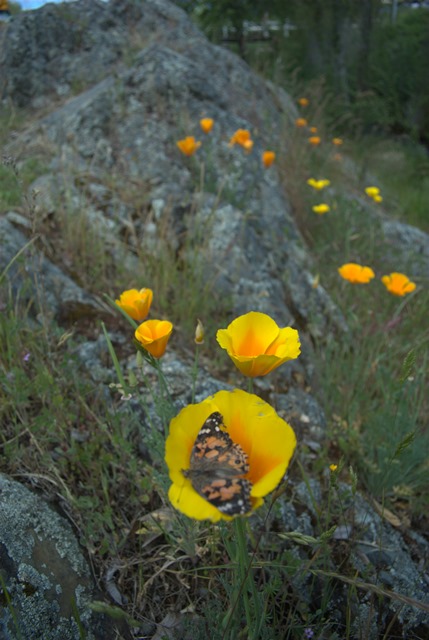 Mariposa Butterfly Festival - Butterfly on poppy - Photo courtesy of Charles Phillips Stone Creek Gallery Mariposa