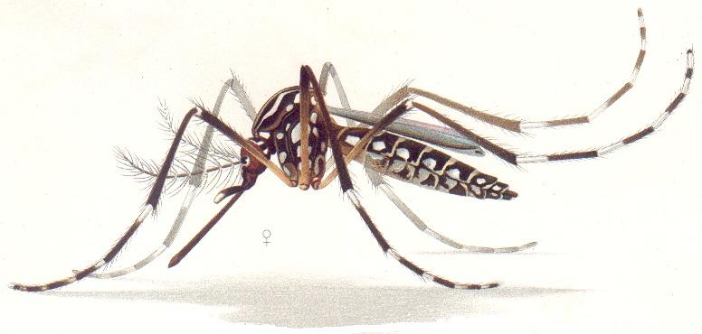 Mosquito Aedes aegypti - US public domain