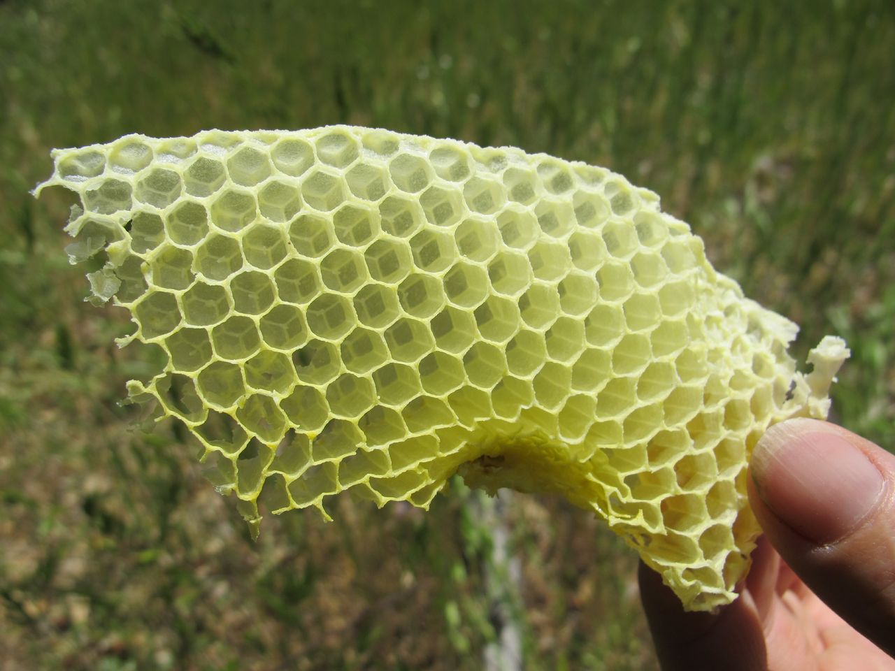 Bees - a piece of comb had to be cut off because it was crooked - courtesy Doug Mendonca