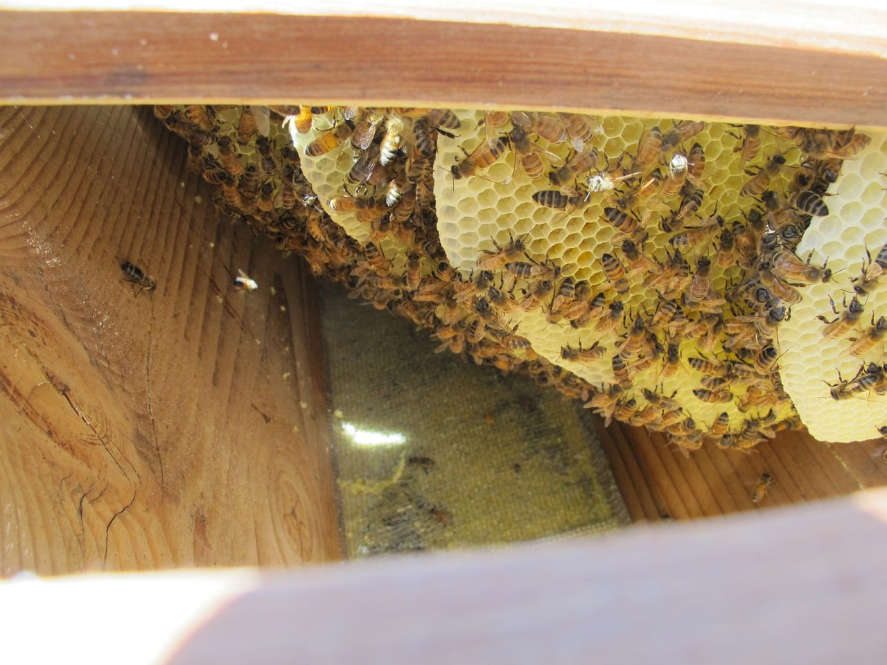 Bees - photo taken from entrance to the hive - photo courtesy of Doug Mendonca